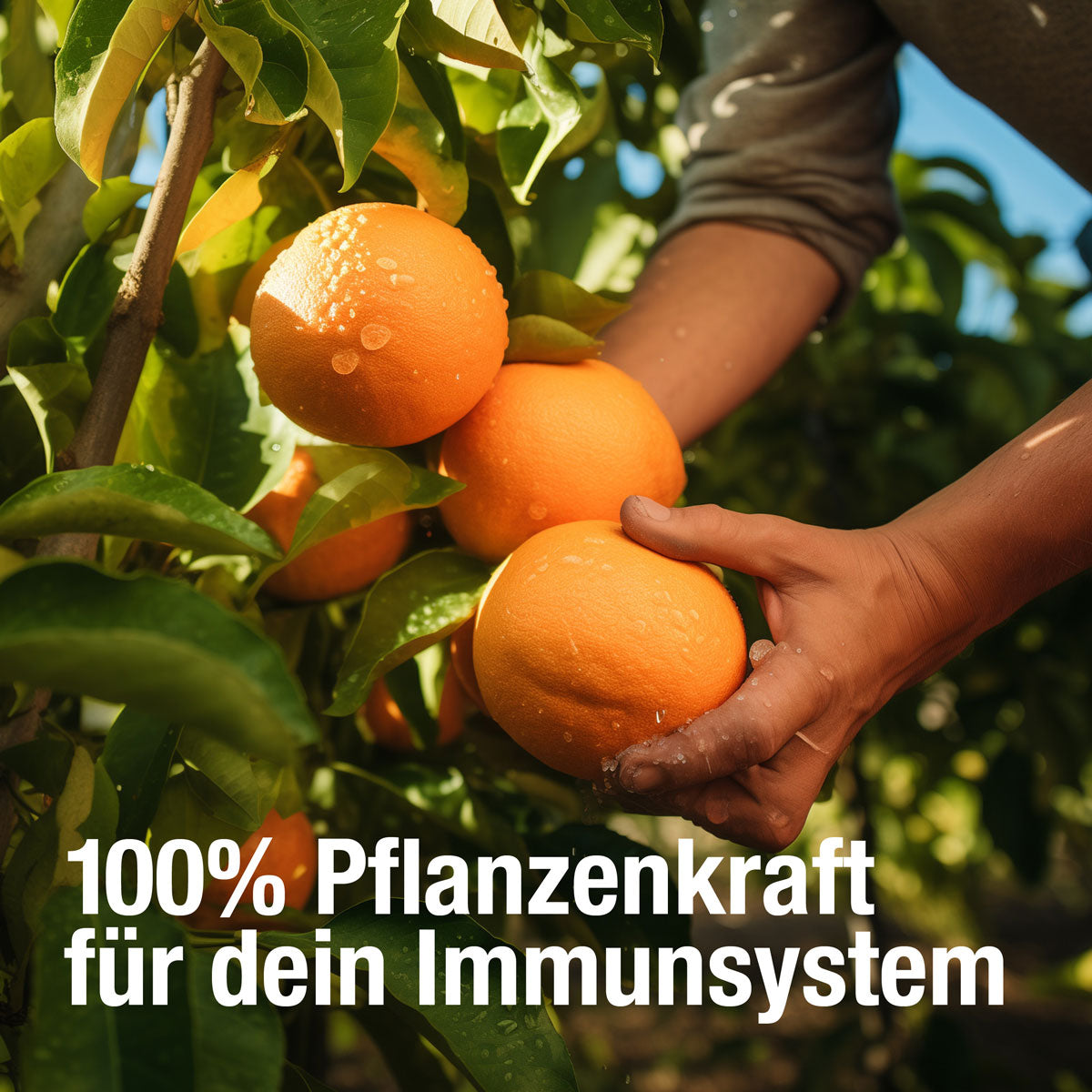 Eine Person pflückt frische Orangen von einem Baum. Der deutsche Text "100% Pflanzenkraft für dein Immunsystem" wirbt für das gse Bio-Nahrungsergänzungsmittel Immun Boost Paket mit Vitamin C, Zink und Selen zur Unterstützung des Immunsystems.