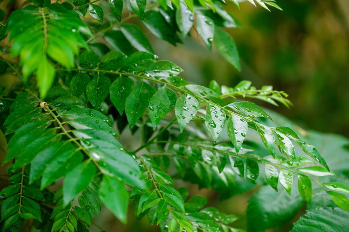 Nahaufnahme frischer grüner Blätter mit Wassertropfen, die auf Regen oder Morgentau hindeuten. Der Hintergrund ist unscharf, wodurch die glänzende Oberfläche und die natürliche Textur der Blätter hervorgehoben werden.