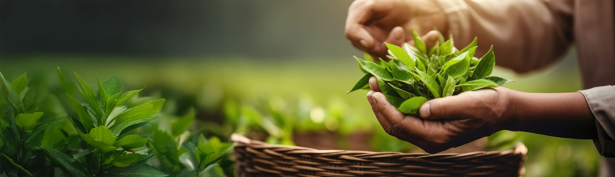 Nahaufnahme der Hände einer Person, die frische grüne Blätter pflückt und sie im Freien in einen Weidenkorb legt, mit Sonnenlicht und üppigem Laub im Hintergrund.